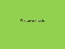 A16-Photosynthesis