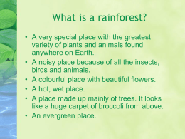 Rainforests2