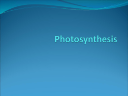 Photosynthesis - MelissaSimpson