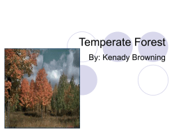Temperate Forest - fhssciencerocks