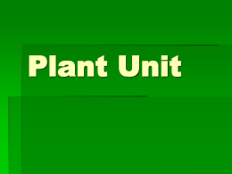 Plants - artzak.com
