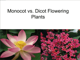 Monocot vs. Dicot Flowering Plants