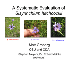 A Systematic Evaluation of Sisyrinchium hitchcockii Matt Groberg OSU and ODA