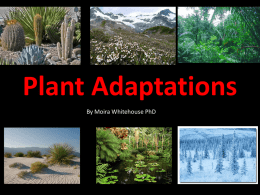 Plant Adaptations PowerPoint