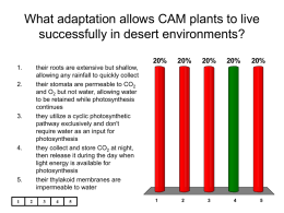 What adaptation allows CAM plants to live successfully in desert