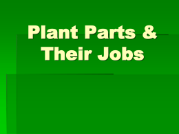 Plant Parts and Their Jobs