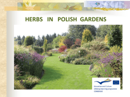 herbs in polish gardens