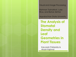 The Analysis of Stomatal Density and Leaf Geometries in Plant