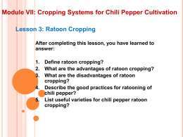 Module VII: Cropping Systems for Chili Pepper Cultivation