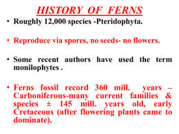 FERN ETHNOBOTANY Ferns