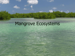 Mangrove Ecosystems - hrsbstaff.ednet.ns.ca