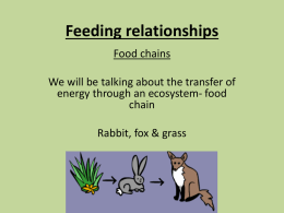 Feeding relationships Food chains