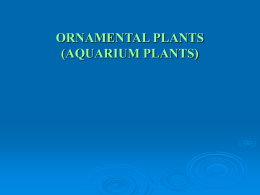 Aquatic plants