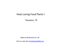 Heat Loving Food Plants