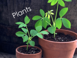 Plants Powerpoint 4.4a,b,c,d
