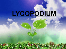 lycopodium - Govt College Ropar