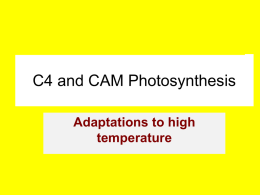 C4 and CAM Photosynthesis