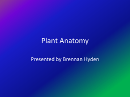 Plant Anatomy2