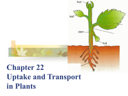 Chapter 22 Uptake and Transport in Plants