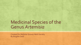 Artemisia ludoviciana - Crown Valley Organics