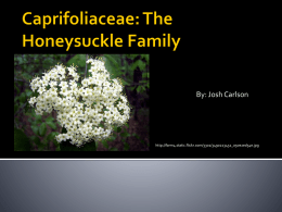 Plant Class Sp 2010/Caprifoliaceae The Honeysuckle Family Josh