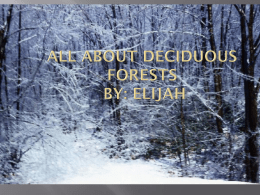 Deciduous forest by Elijah - Mrs. Wade`s 4th Grade Page
