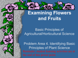 Examining Flowers and Fruits