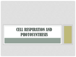 Photosynthesis/Cell Respiration Review