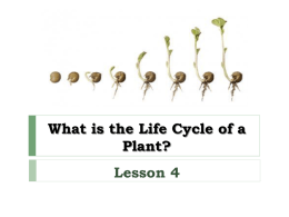 What is the Life Cycle of a Plant?