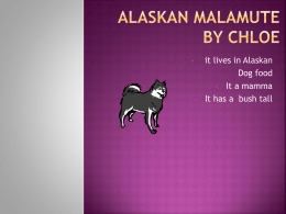 Alaskan malamute chloe