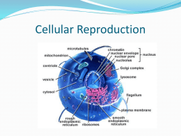 type of reproduction