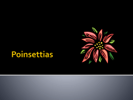 Poinsettiasx