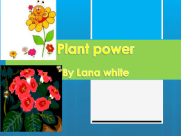 plants use the light energy