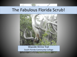 Fabulous Florida Scrub!