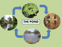 The pond. pps