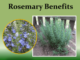 Rosemary Benefits