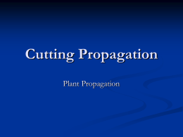 Advantages of Cutting Propagation