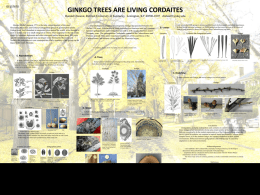 Ginkgo biloba - Geological Society of America