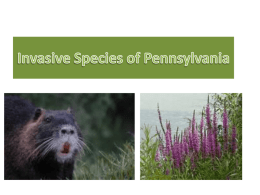 Invasive Species of PA File