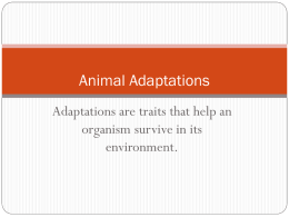AnimalAdaptationsPowerpointandLab