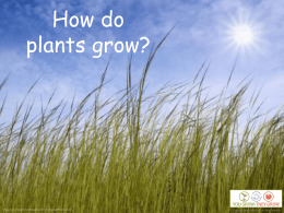 How do plants grow? - You Grow