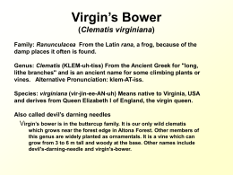 Virgin`s Bower (Clematis virginiana)