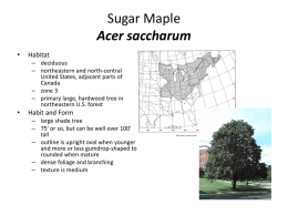 Sugar Maple - Instructor