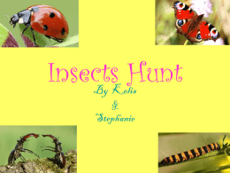 Insects Hunt