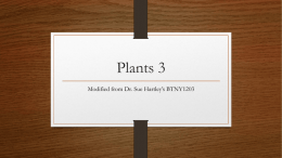 Plants 3 - codyzesiger