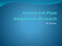 Animal and Plant Adaptations Research