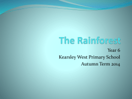 The Rainforest - Kearsley West