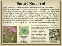 Spotted Knapweed Poster