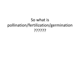 So what is germination and fertilization?