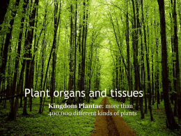 Plant organs and tissues